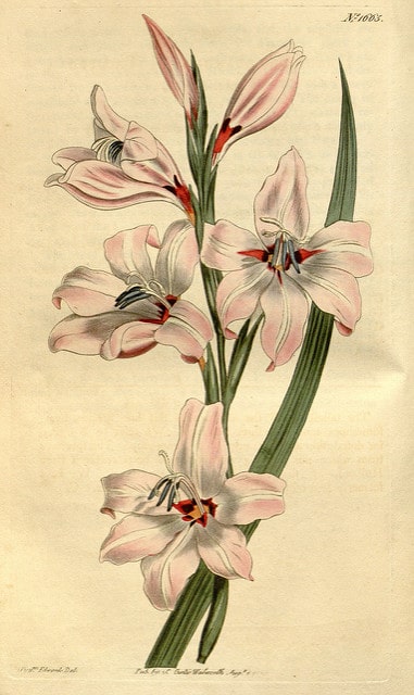 Gladiolus carneus