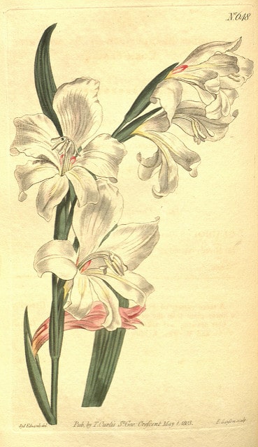 Gladiolus carneus