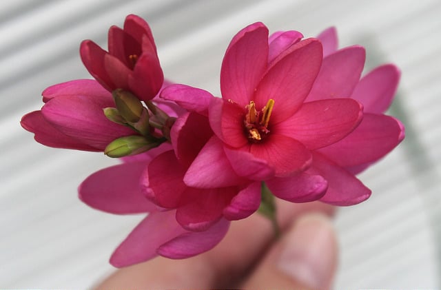 Gladiolus carneus