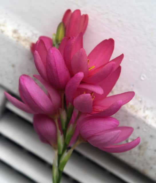 Gladiolus carneus