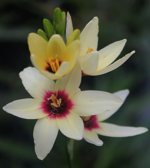 Gladiolus carneus