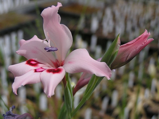 Gladiolus carneus (Gladiolus carneus)