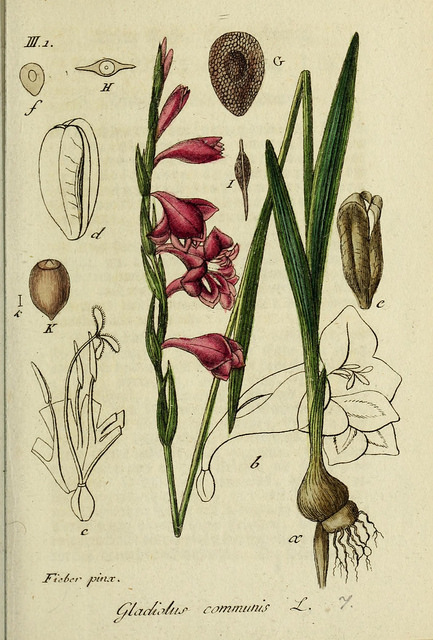 Glaïeul commun (Gladiolus communis)