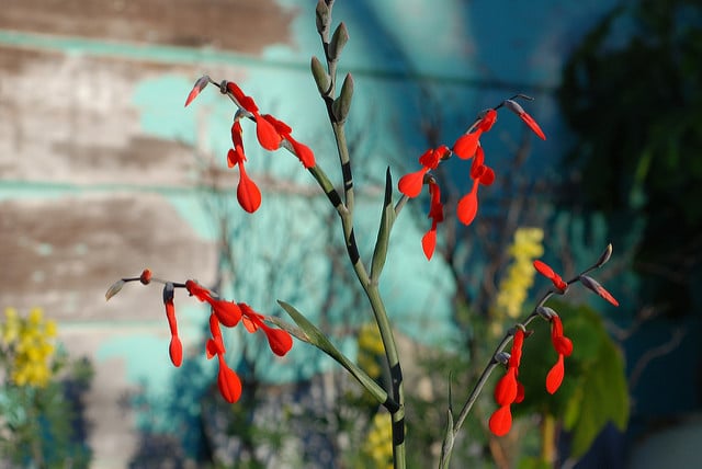 Gladiolus cunonius