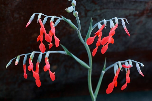 Gladiolus cunonius