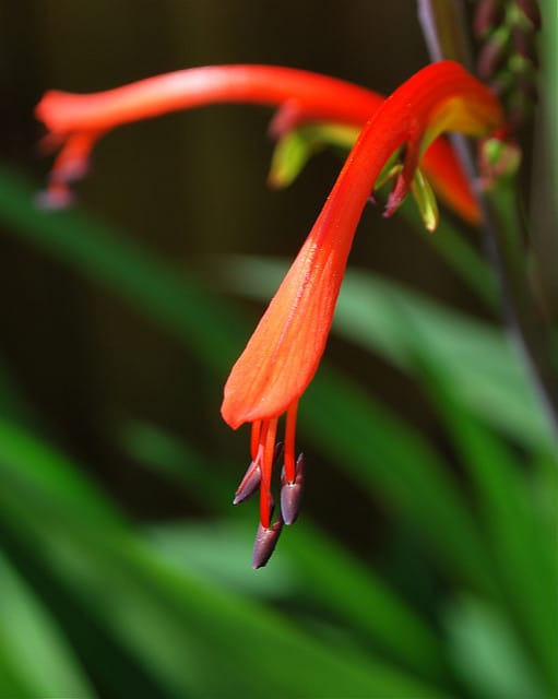 Gladiolus cunonius