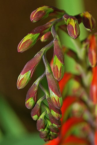 Gladiolus cunonius