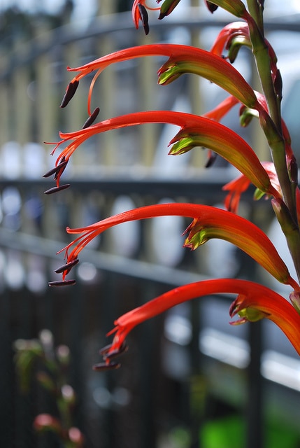 Gladiolus cunonius