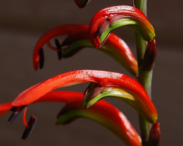 Gladiolus cunonius (Gladiolus cunonius)