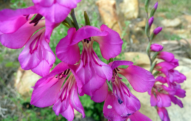 Gladiolus illyricus (Gladiolus illyricus)