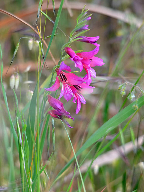 Gladiolus illyricus