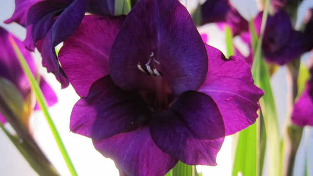 Gladiolus illyricus