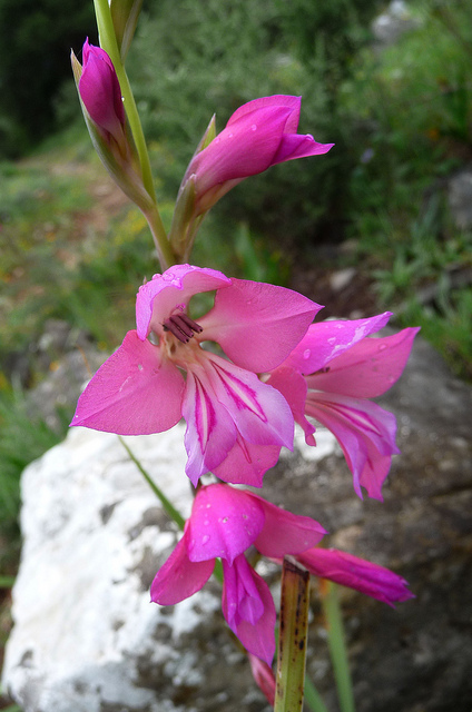 Gladiolus illyricus