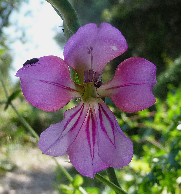 Gladiolus illyricus