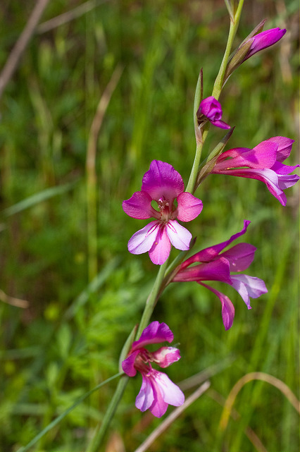 Gladiolus illyricus