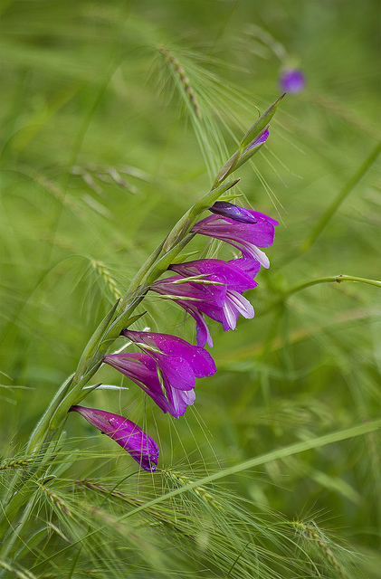 Glaïeul imbriqué (Gladiolus imbricatus)