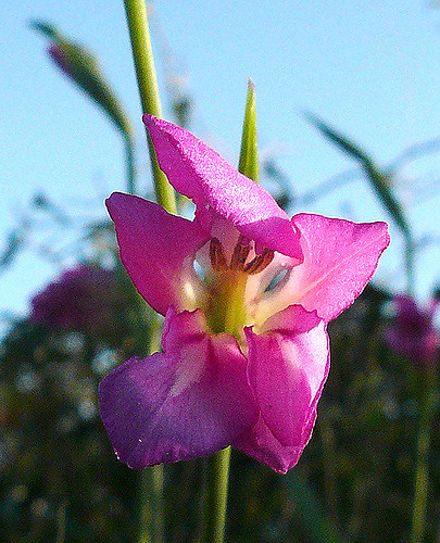Gladiolus italicus