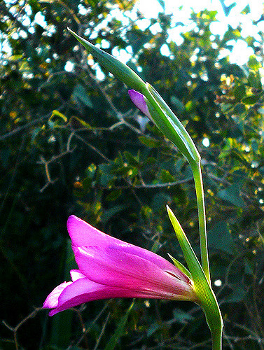 Gladiolus italicus