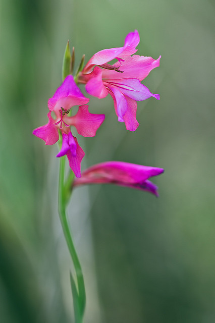 Gladiolus italicus