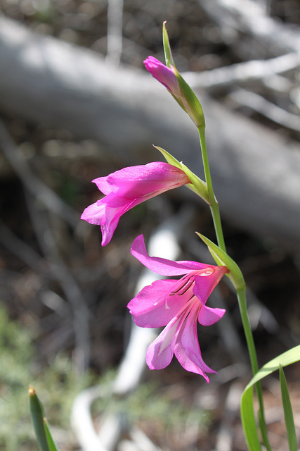 Gladiolus italicus