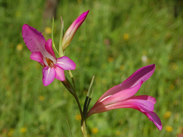 Gladiolus italicus (Gladiolus italicus)