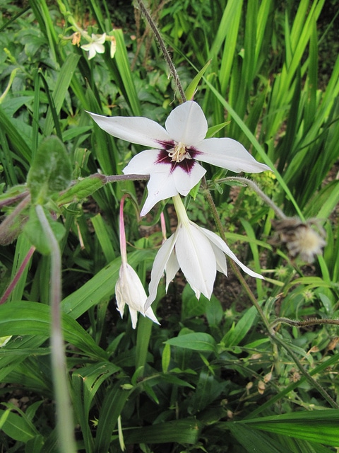Gladiolus murielae (Gladiolus murielae)