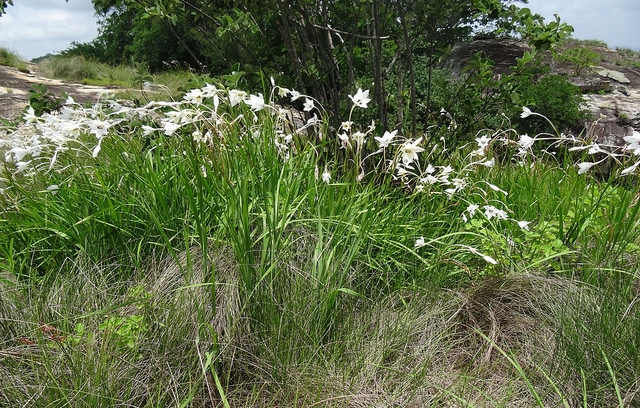 Gladiolus murielae