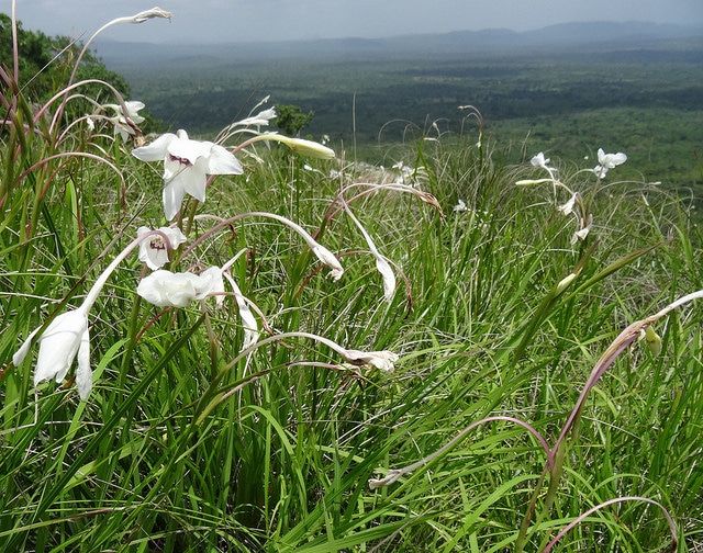 Gladiolus murielae