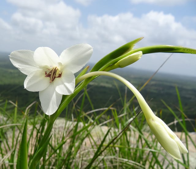 Gladiolus murielae
