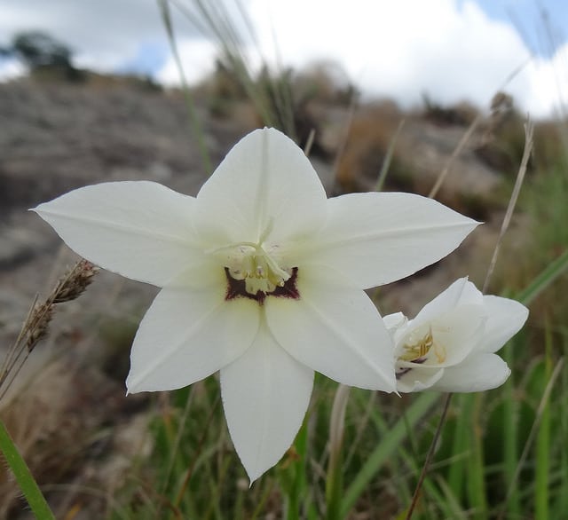 Gladiolus murielae
