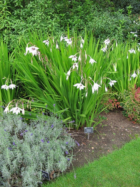 Gladiolus murielae
