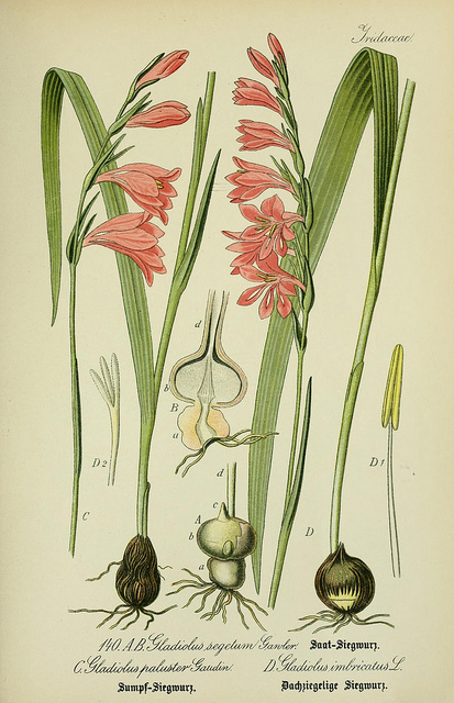 Glaïeul des marais