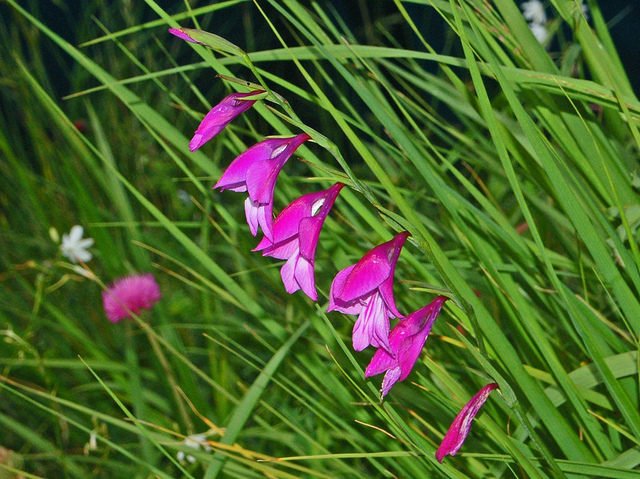 Glaïeul des marais