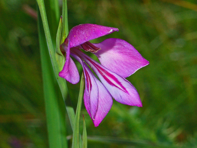Glaïeul des marais