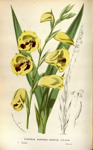 Gladiolus papilio (Gladiolus papilio)