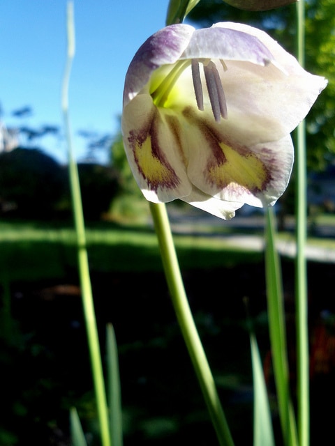 Gladiolus papilio