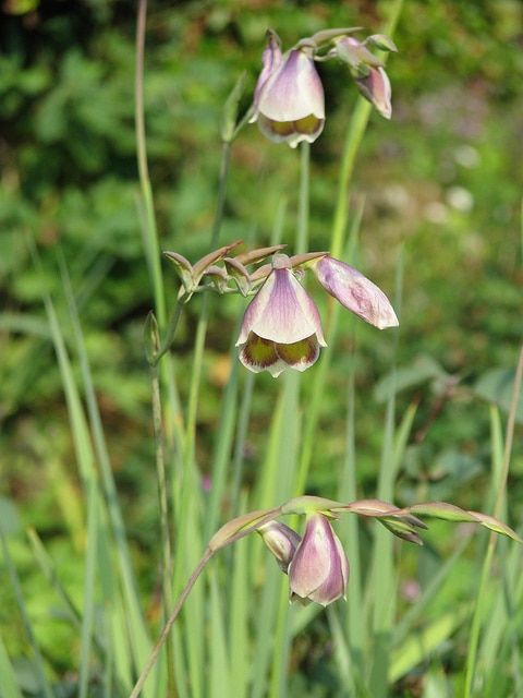 Gladiolus papilio