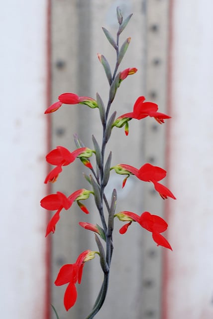 Gladiolus splendens (Gladiolus splendens)
