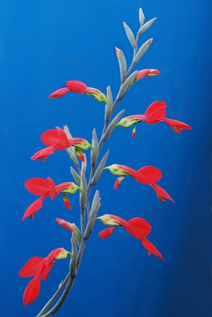 Gladiolus splendens
