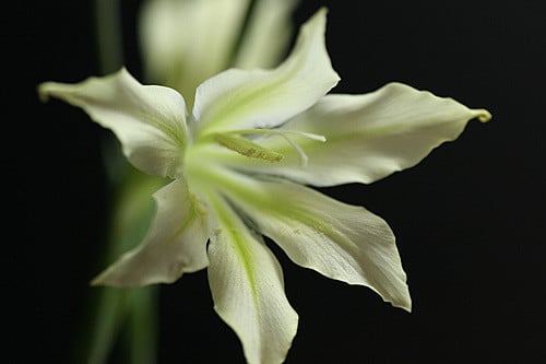 Glaïeul triste (Gladiolus tristis)