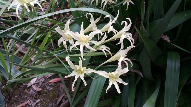 Gladiolus undulatus (Gladiolus undulatus)