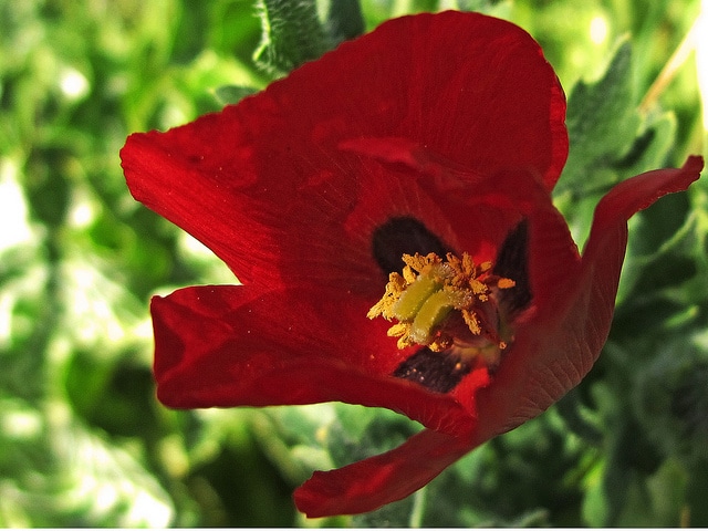 Glaucienne écarlate