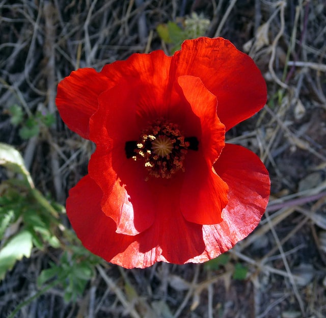 Glaucienne écarlate