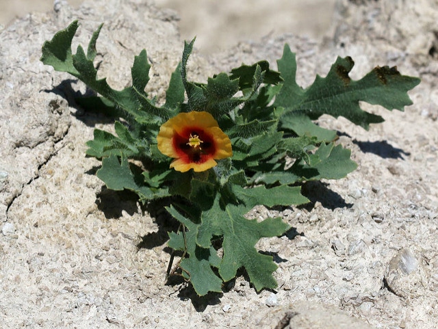 Glaucienne écarlate