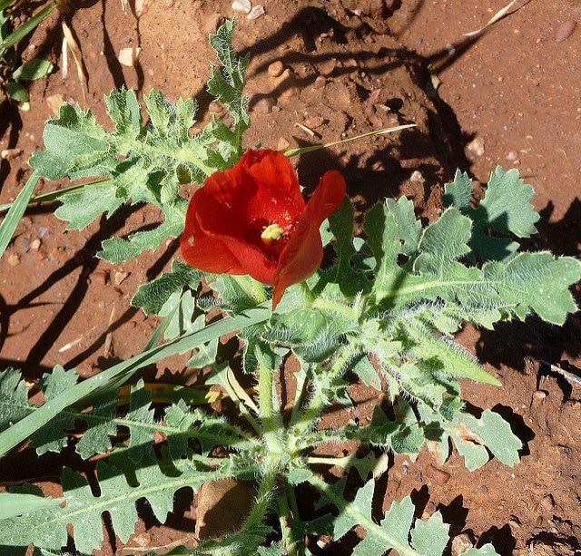 Glaucienne écarlate