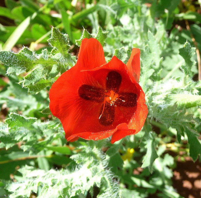 Glaucienne écarlate (Glaucium corniculatum)