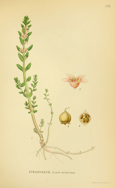 Glaux