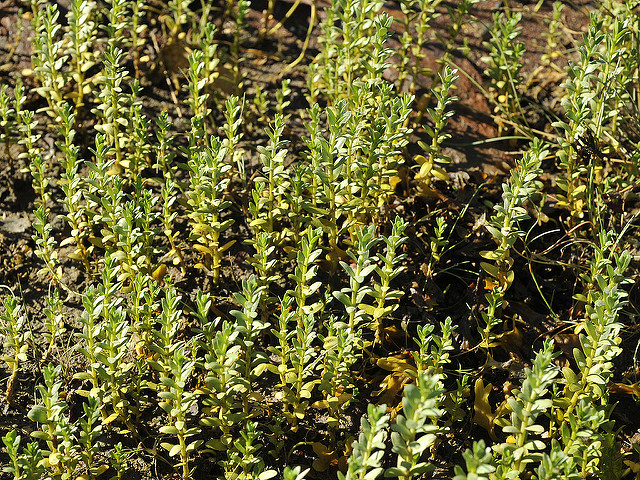 Glaux (Glaux maritima)