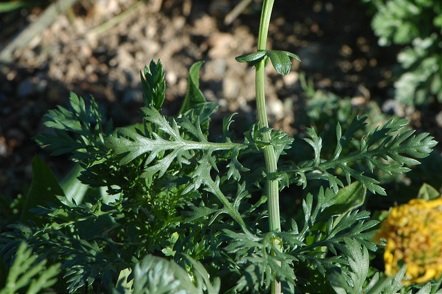 Chrysanthème à couronnes
