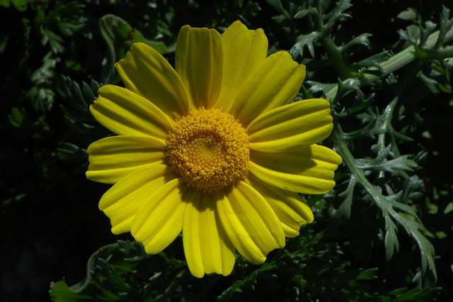 Chrysanthème à couronnes